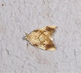 Crocidolomia pavonana 14 10 2021.JPG