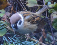 GARDEN 21,10,21 tree sparrow screen shot 5.png