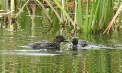 BF Musk Duck ABC thread.jpg