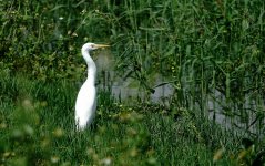 DSC02235 Cattle Egret @ San Tin bf.jpg