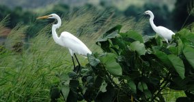 DSC02253 Great & Little Egrets @ San Tin bf.jpg