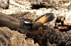 BF Rufous Fantail ABC thread.jpg