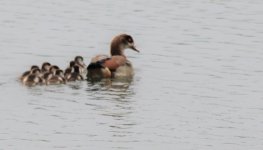 IMG_5772a Egyptian Goose 20 Apr 2014 Woolhampton.JPG