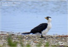 BF Little Pied Cormorant ABC thread.jpg