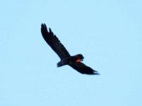 BF Red-tailed Black Cockatoo ABC thread.jpg