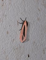 Creatonotos gangis 25 10 2021.JPG