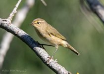 Common Chiffchaff.jpg