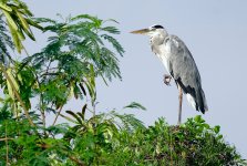 DSC02307 Grey Heron @ San Tin bf.jpg