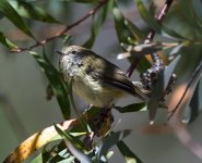 Striated Thornbill.jpg