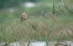 DSC02564 Black-headed Bunting @ San Tin bf.jpg