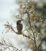 DSC02741 Dusky Warbler @ San Tin bf.jpg