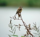 DSC02765 Stejneger's Stonechat @ San Tin bf.jpg