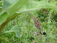 DSC02598 Lapland Bunting @ LV bf.jpg