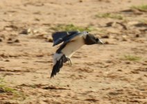 BF White-breasted Woodswallow flight ABC thread.jpg