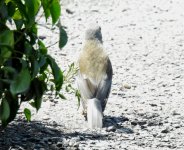 BF Grey Shrikethrush ABC thread.jpg