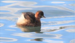 IMG_3950b Little Grebe 6 Oct 2016 Zurich.jpg