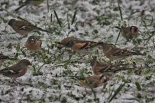 First snow 3.11.21.jpg