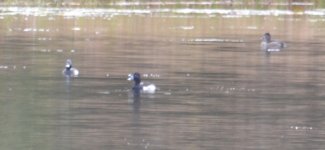 possible ring necked duck eleven.jpg