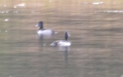 possible ring necked duck four.jpg
