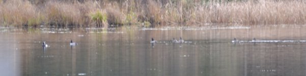 possible ring necked duck one.jpg
