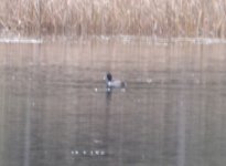 possible ring necked duck two.jpg