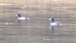 possible ring necked ducks five.jpg