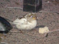 The Most Beautiful Sparrow (Joy) drops by to Spectate 49°01'59.0N 119°27'53.1W DSC01722.JPG