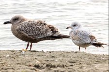 two gulls on manitoulin island.jpg