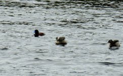 BF Blue-billed Duck & Hoary Grebe ABC thread.jpg