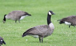 4.CanadaGoose.JPG