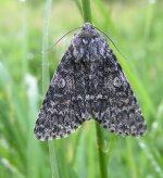 Acronicta megacephala1.jpg