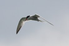 5.CommonTern.JPG