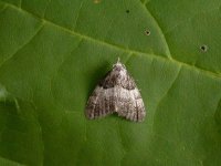 Short-cloaked Moth 5082.jpg