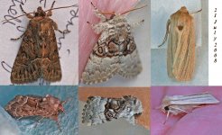 moths2.jpg
