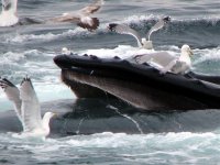 herring gulls humpback 2.jpg