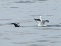 sooty shearwater with gulls.jpg