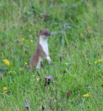 stoat.JPG