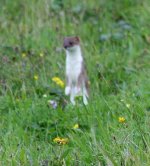 stoat2.JPG