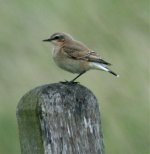 wheatear.jpg