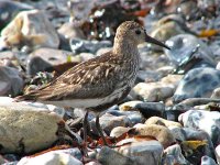 M11_Dunlin3.jpg