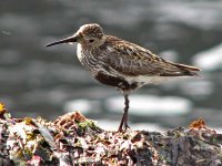 M11_Dunlin1.jpg