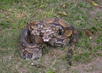 Boa_Constrictor_Regua_070808.jpg