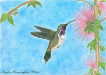 Lucifer_Hummingbird.jpg