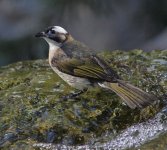 chinese bulbul.E420.300-4_7214975.jpg