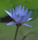 waterlily.E420.300-4_7214840.jpg