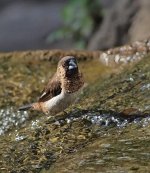 wr munia.E420.300-4_7215022.jpg