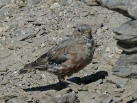 L1210938_Alpine Accentor.jpg