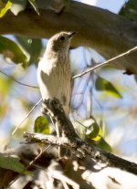 Brown Thornbill.jpg