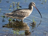 curlew.JPG