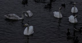 IMG_5326a Whooper Swan 28 Dec 2018 Welney.jpg